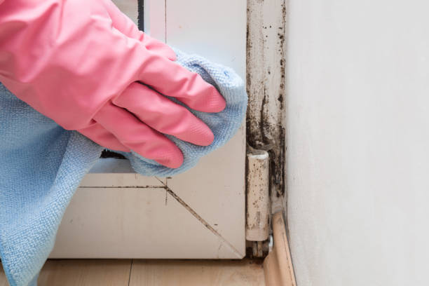 Best Commercial Mold Remediation in Deland Southwest, FL